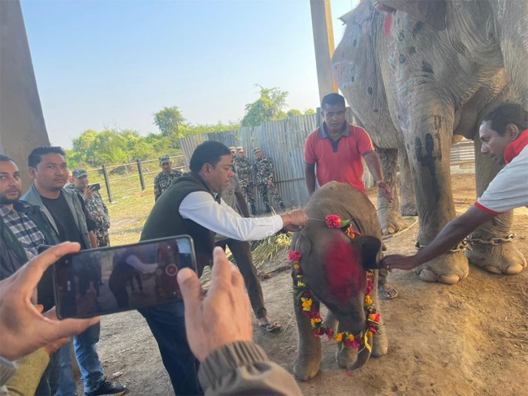 कोशीटप्पुकी शोभाकलीले जन्माइन् सातौँ छावा