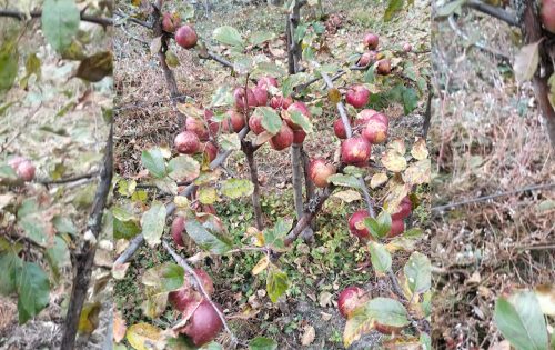 ताप्लेजुङको घुन्सा र फलेटारमा फल्यो स्याउ
