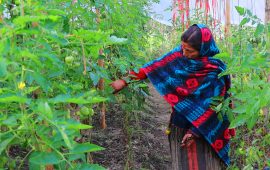 तरकारी खेतीले फेरिंदै जीवनशैली