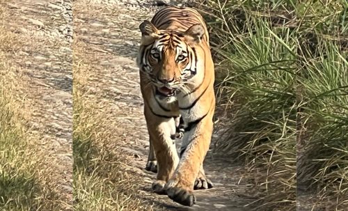 चितवन राष्ट्रिय निकुञ्जमा बाक्लो संख्यामा देखिन थाले बाघ