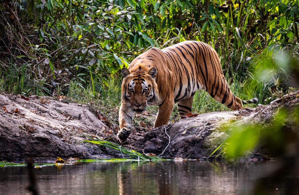 महोत्तरीको चुरे बस्तीमा बाघ आतंक