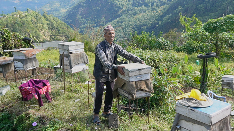 मौरीपालनबाटै वार्षिक १५ लाख कमाउँछन् पर्वतका टीकाराम तिमिल्सिना