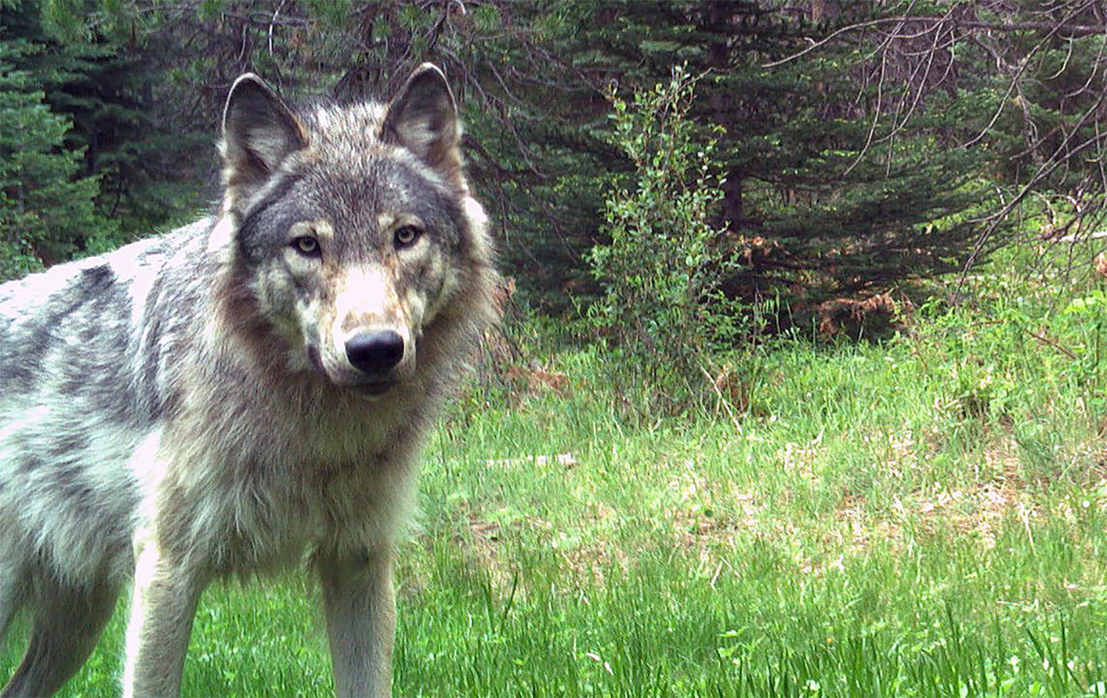 भारतमा नरभक्षी ब्वाँसोको आतंक, ड्रोनमार्फत निगरानी