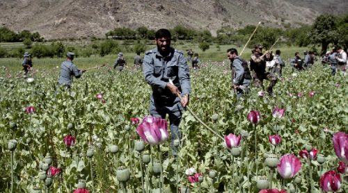 अफगानिस्तानमा अफिम खेती २० प्रतिशतले घटेको राष्ट्रसंघीय प्रतिवेदन