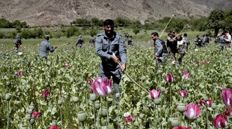अफगानिस्तानमा अफिम खेती २० प्रतिशतले घटेको राष्ट्रसंघीय प्रतिवेदन