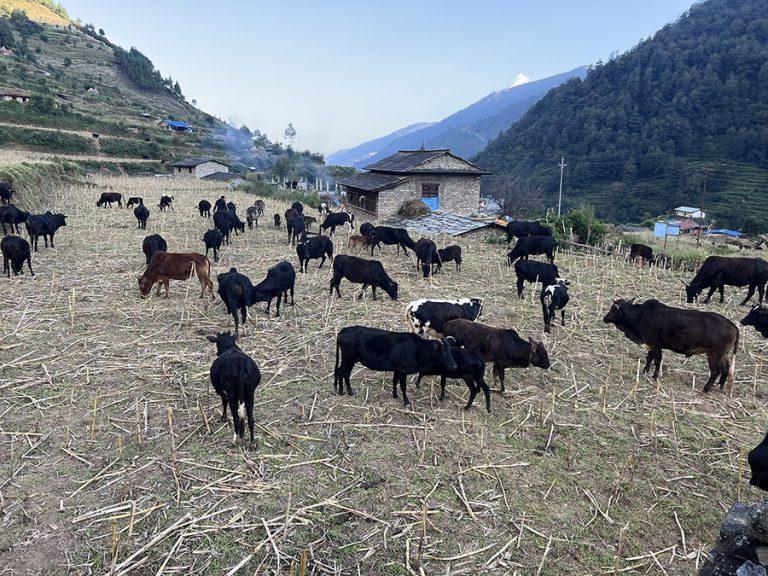 गोठाला बेँसी झरेपछि भल्कोटमा बढ्यो चहलपहल