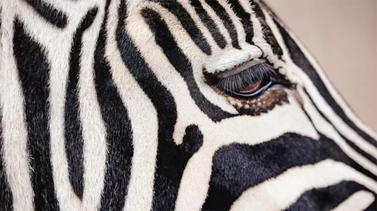 जेब्रा, पाण्डा र पेन्गुइन किन ब्ल्याक एन्ड ह्वाइट हुन्छन् ?