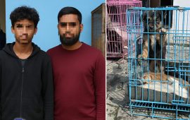 कता लगिँदै थियो ३३ कुकुरका बच्चा, मासु कारोबारको आशंका