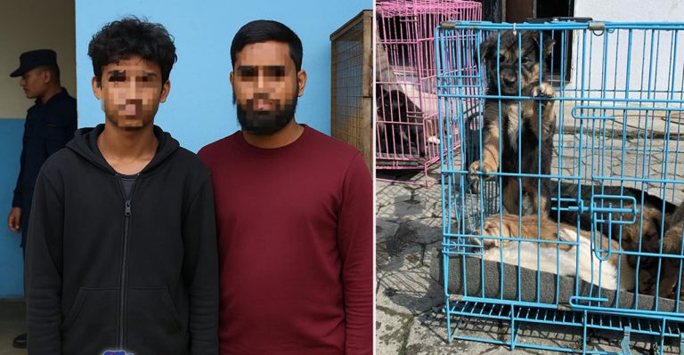 कता लगिँदै थियो ३३ कुकुरका बच्चा, मासु कारोबारको आशंका