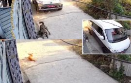 स्कुल भ्यानले सडक कुकुरलाई कुल्चिएर भागेपछि…