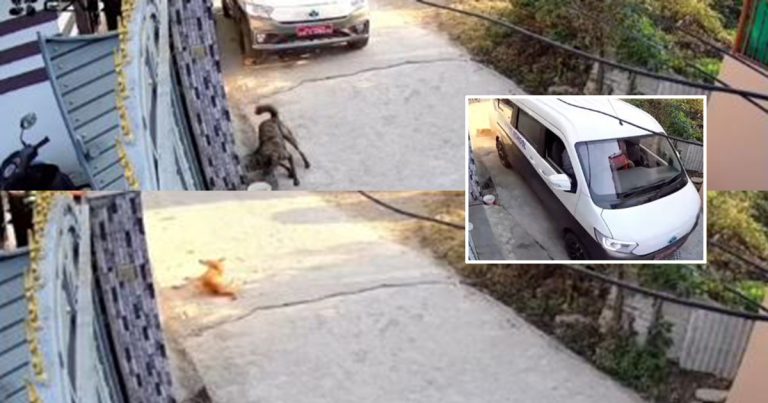 स्कुल भ्यानले सडक कुकुरलाई कुल्चिएर भागेपछि…