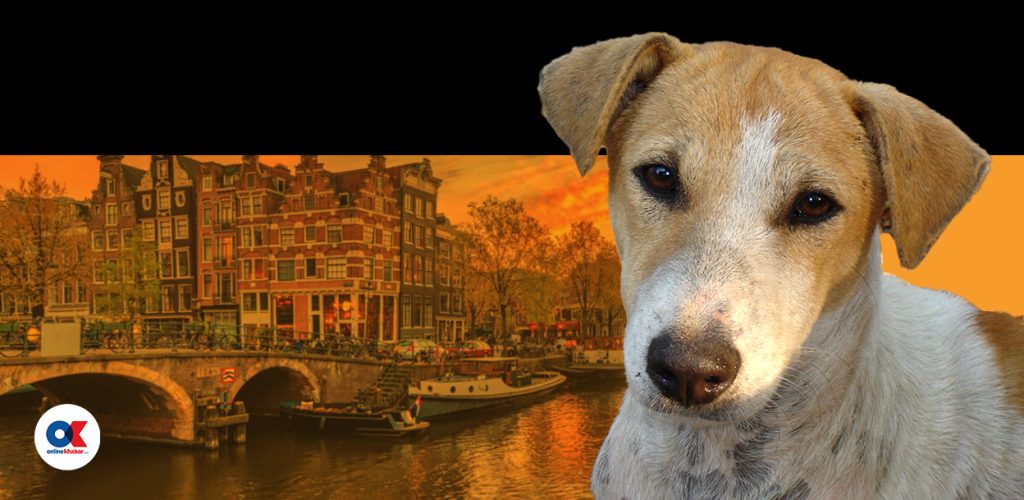 यसरी सडक कुकुरमुक्त मुलुक बन्यो नेदरल्याण्ड्स, हामीले के सिक्ने ?