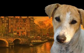 यसरी सडक कुकुरमुक्त मुलुक बन्यो नेदरल्याण्ड्स, हामीले के सिक्ने ?