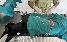 काठमाडौं महानगरका २०८३ सामुदायिक कुकुरको बन्ध्याकरण