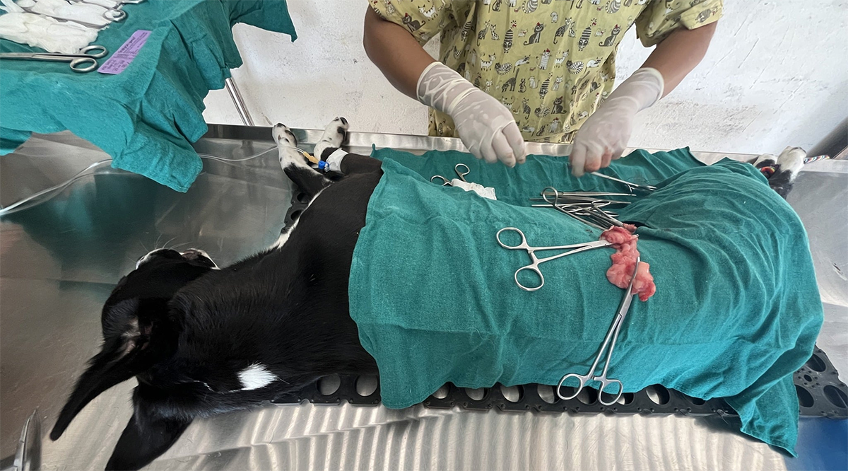 काठमाडौं महानगरका २०८३ सामुदायिक कुकुरको बन्ध्याकरण