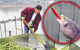 चिनियाँहरू किन माछालाई खुर्सानी खुवाउँदैछन् ?