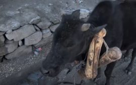 किन झुण्ड्याइयो बाछोको घाँटीमा गह्रौं काठ ?