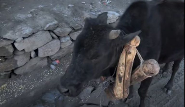 किन झुण्ड्याइयो बाछोको घाँटीमा गह्रौं काठ ?