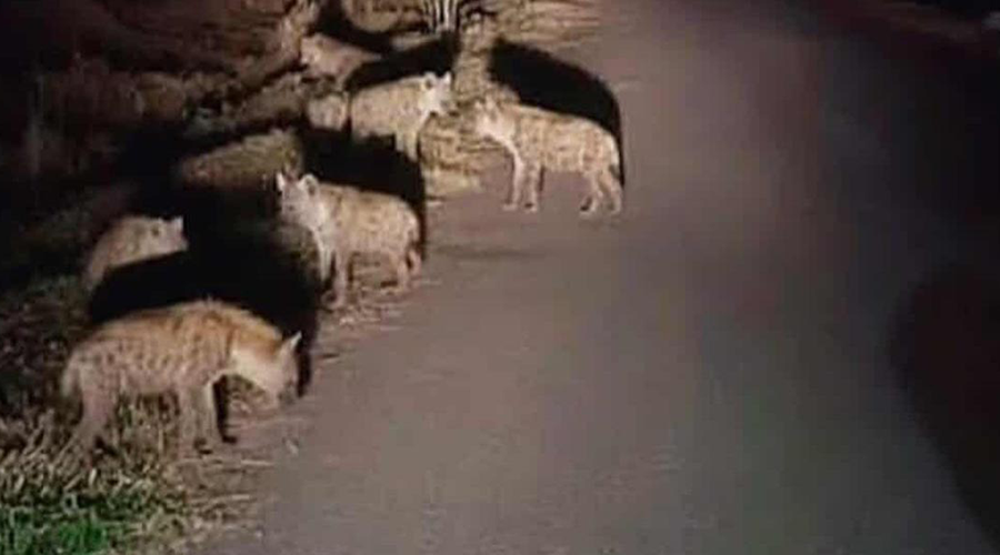 हाइनाको बथान देखिएको हल्लाले मोरङको रंगेली क्षेत्रमा त्रास