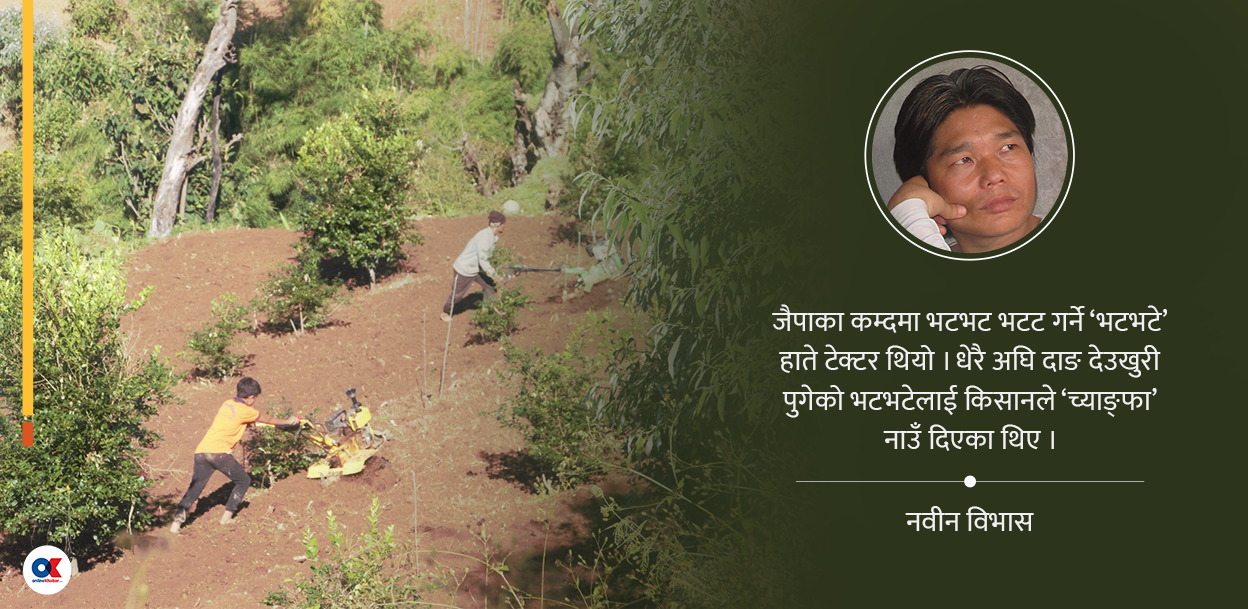 च्याङ्फाले गोरु खेद्‌यो