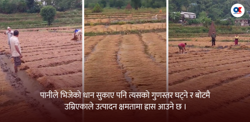 बेमौसमी झरीले देशभरि धान सोत्तर