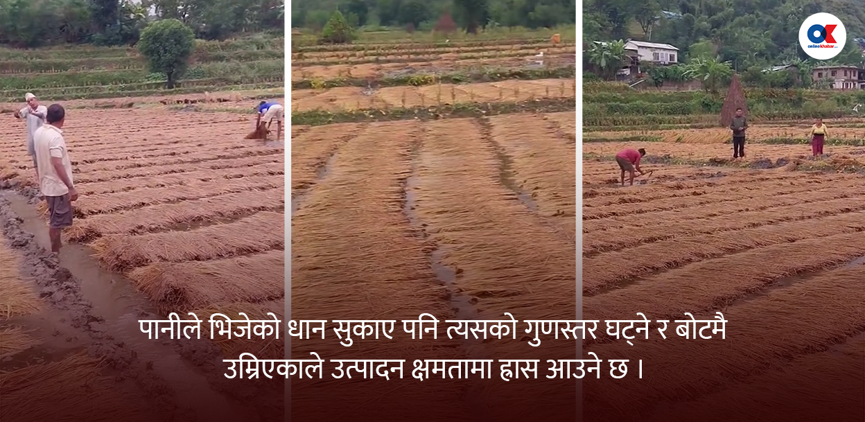 बेमौसमी झरीले देशभरि धान सोत्तर