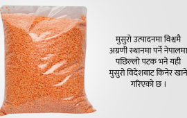 मुसुरो उत्पादन गर्ने संसारकै सातौं ठूलो देश नेपाल, किन घटिरहेछ निर्यात ?