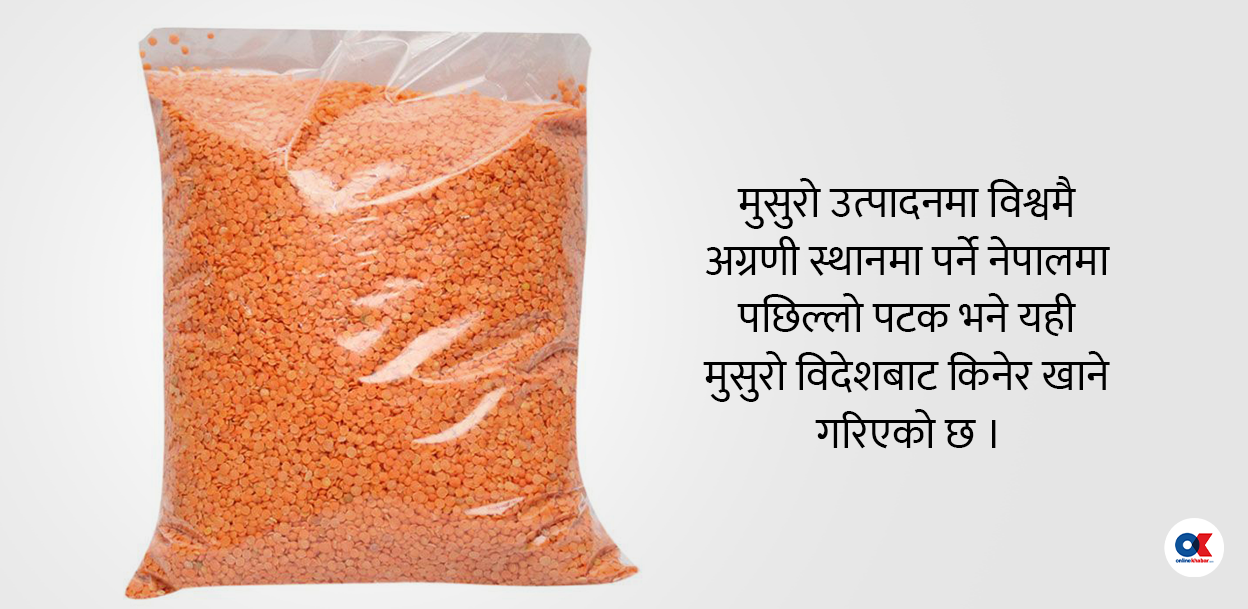 मुसुरो उत्पादन गर्ने संसारकै सातौं ठूलो देश नेपाल, किन घटिरहेछ निर्यात ?