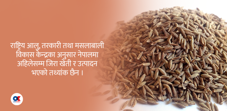 नेपाली भान्सामा बर्सेनि ३ अर्बको विदेशी जिरा, स्थानीय उत्पादन शून्य