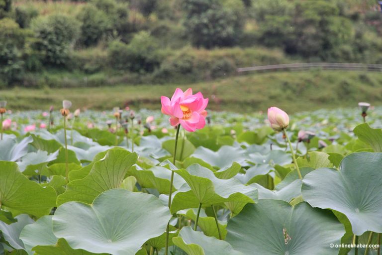 कमल दहको मोहमा पर्यटक, रुकुमपूर्वमा बढ्दो चहलपहल