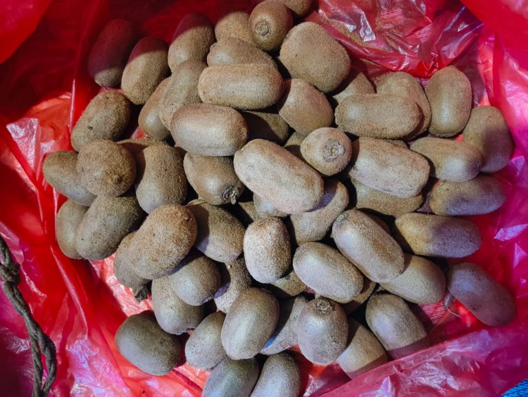 रुकुमपूर्वमा किवी उत्पादन दोब्बर, बजार अभावले कृषक निराश