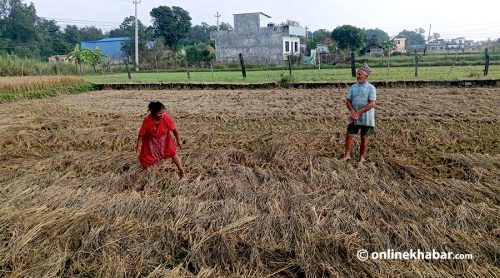 बेमौसमी वर्षाले लुम्बिनीमा झण्डै साढे १३ करोडको धानबाली क्षति