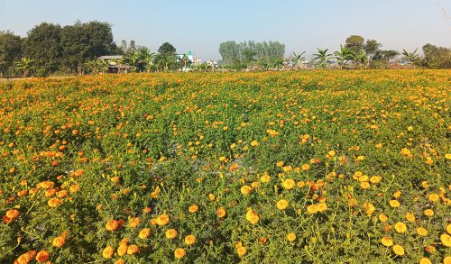 व्यावसायिक फूलखेतीबाट वर्षको ८ लाख कमाउँदै धनगढीकी सुशीला