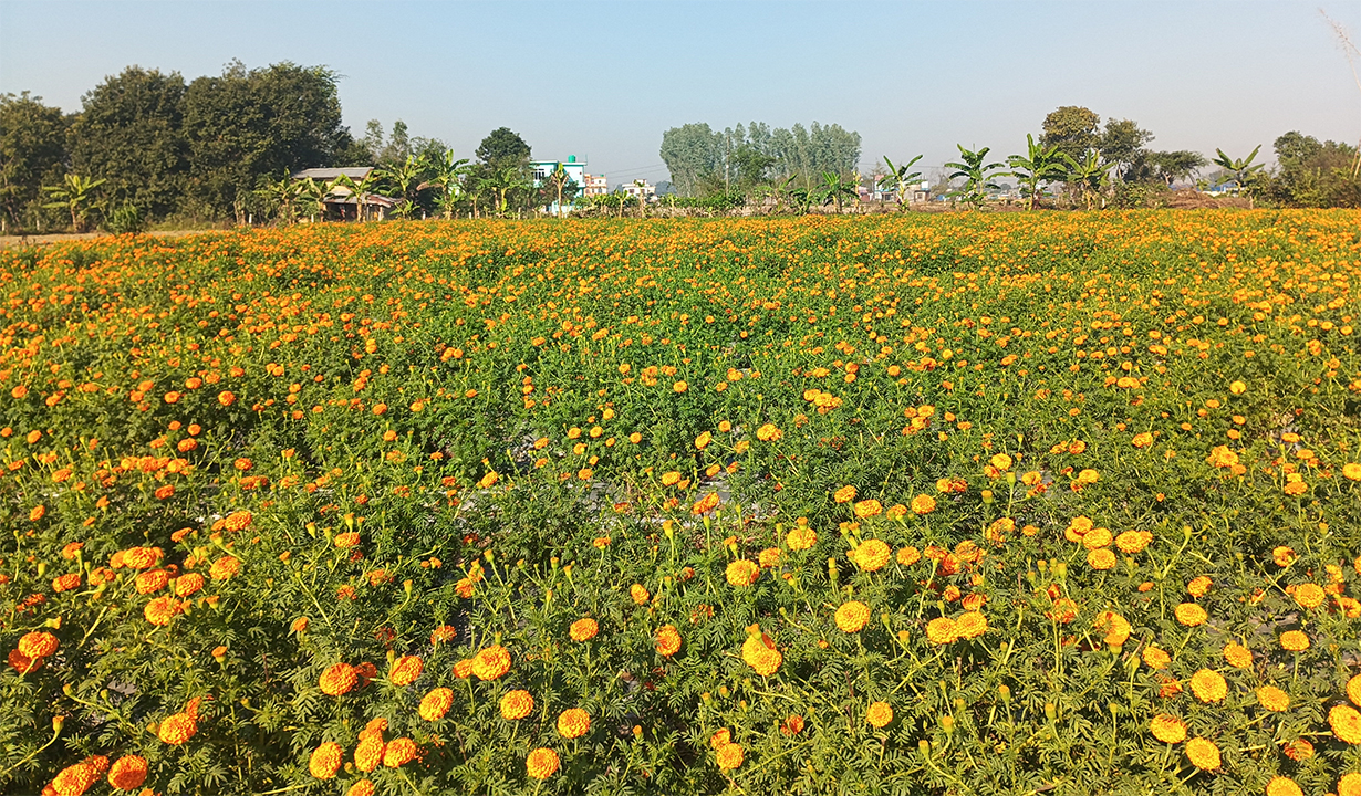 व्यावसायिक फूलखेतीबाट वर्षको ८ लाख कमाउँदै धनगढीकी सुशीला