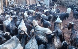 चरन अभावले मुस्ताङमा भेँडा-च्याङ्ग्रा व्यवसाय संकटमा