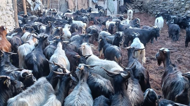 चरन अभावले मुस्ताङमा भेँडा-च्याङ्ग्रा व्यवसाय संकटमा