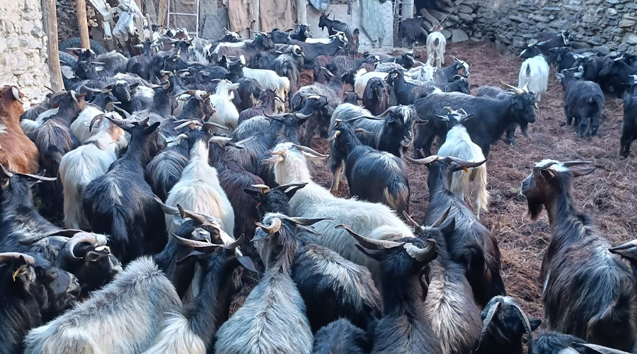 चरन अभावले मुस्ताङमा भेँडा-च्याङ्ग्रा व्यवसाय संकटमा