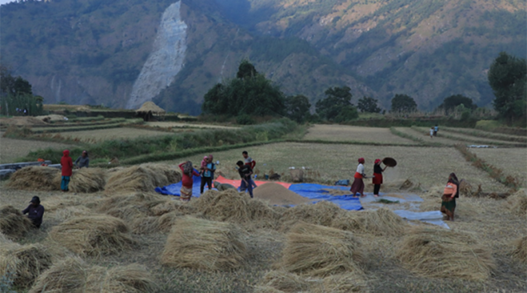 म्याग्दीमा बढ्यो धान उत्पादन  