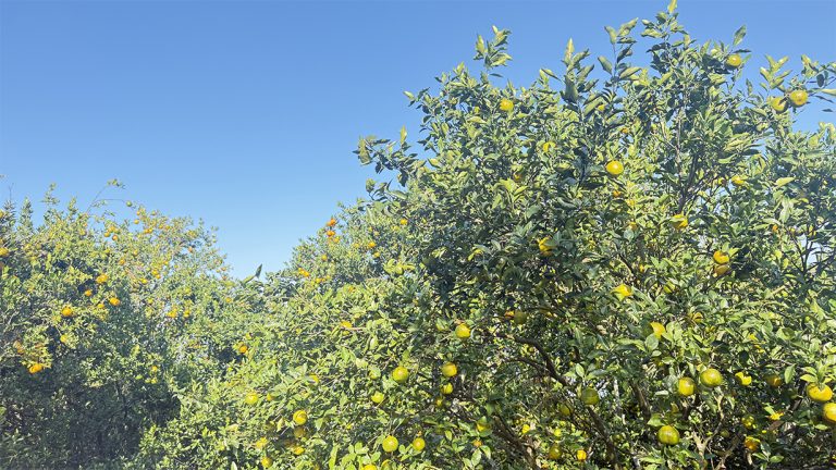 बगैँचाबाटै सुन्तला बिक्री हुँदा किसान खुसी