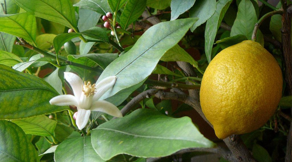 कालीमाटी बजारमा निबुवाको भाउ बढ्यो 