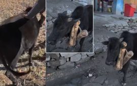 किन झुण्ड्याइयो बाछोको घाँटीमा गह्रौं काठ ?