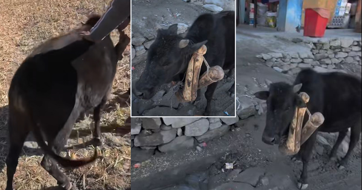 किन झुण्ड्याइयो बाछोको घाँटीमा गह्रौं काठ ?