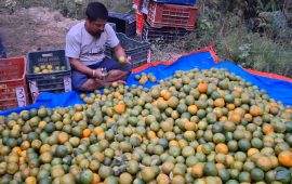बाँदरको त्रासले नपाकेकै सुन्तला बेच्न बाध्य पाल्पाका किसान