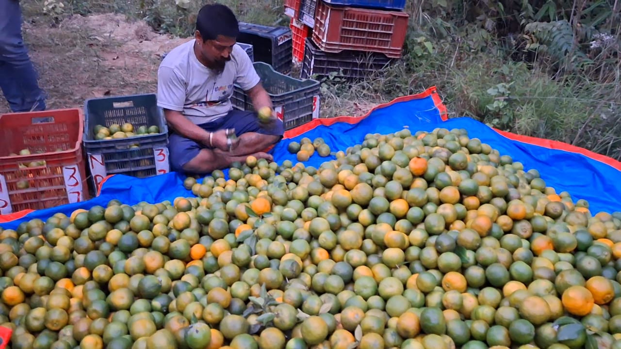 बाँदरको त्रासले नपाकेकै सुन्तला बेच्न बाध्य पाल्पाका किसान