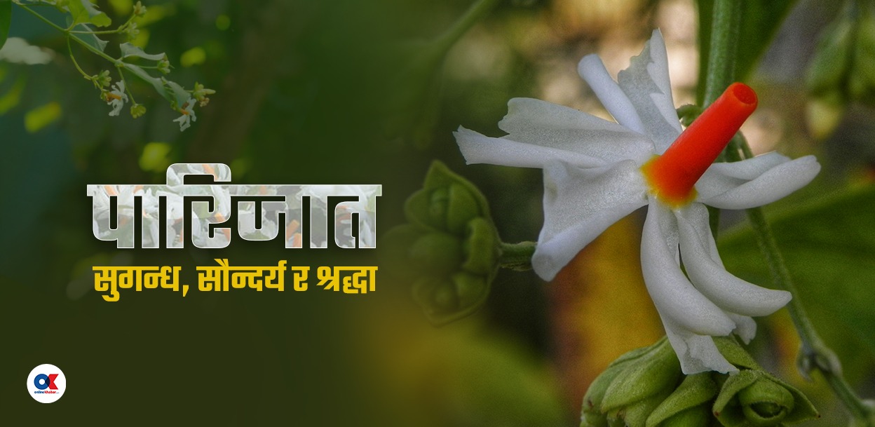 एक रातको जीवन बाँच्ने बैंसालु फूल 