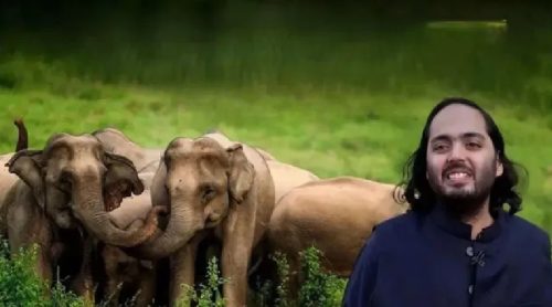 विवादित बन्यो अम्बानीको भान्तारा चिडियाखाना