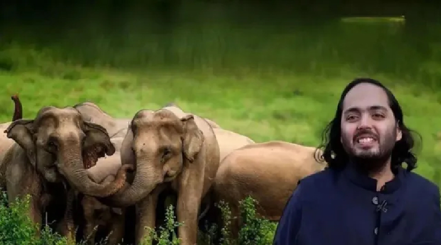 विवादित बन्यो अम्बानीको भान्तारा चिडियाखाना