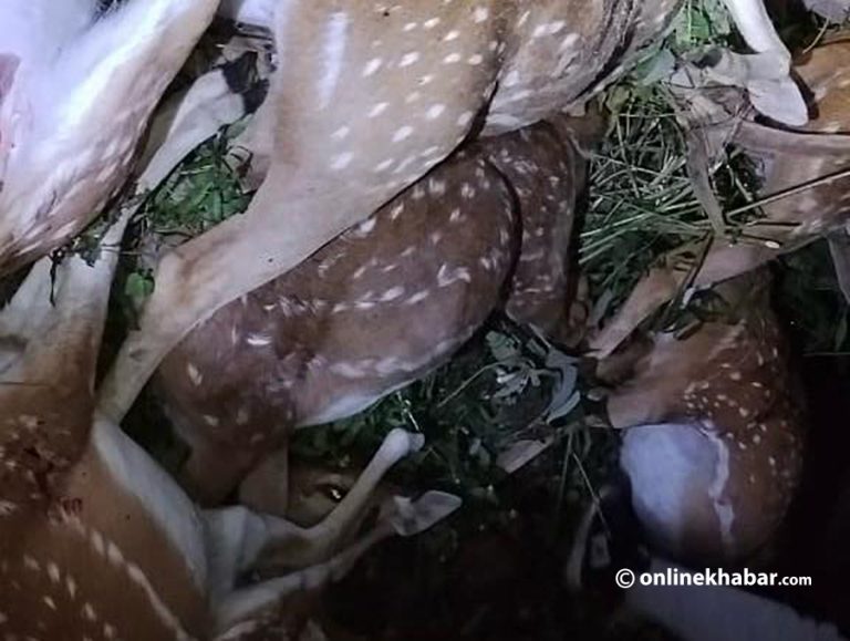 पूर्वी नवलपरासीको वनमा ८ मृग मृत फेला