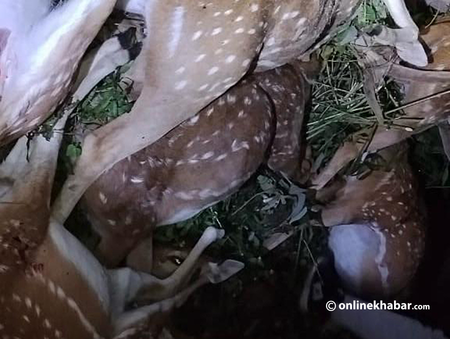 पूर्वी नवलपरासीको वनमा ८ मृग मृत फेला