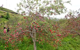 जुम्लाबाट ४१ करोड बढीको स्याउ बिक्री, अघिल्लो वर्षभन्दा २९ करोड कम
